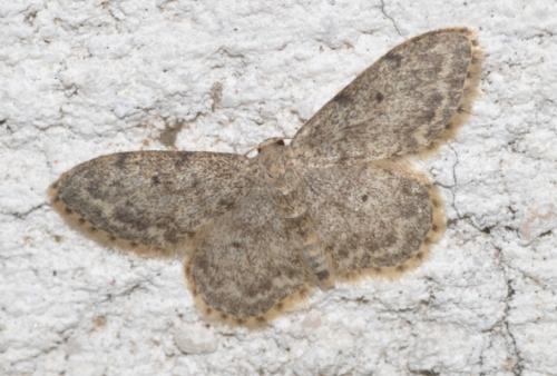 Réf. 214 857 : Idaea sp.